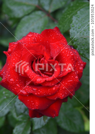 Rose wet in the rain rose red Rose wet in the rain rose red 105953024