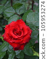 Rose wet in the rain rose red 105953274