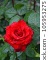 Rose wet in the rain rose red 105953275