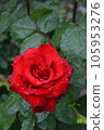 Rose wet in the rain rose red 105953276