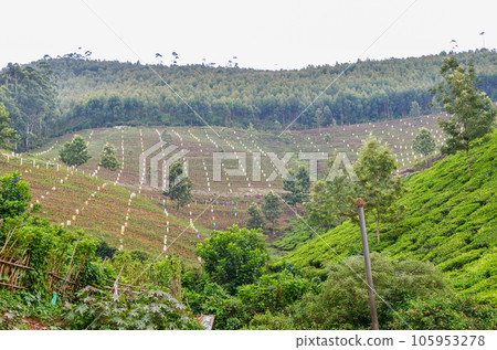 New tea plantation New tea plantation 105953278