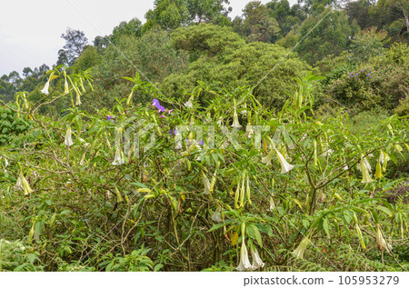 angel's trumpets (Brugmansia) angel's trumpets (Brugmansia) 105953279