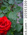Rose wet in the rain rose red 105953309