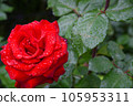 Rose wet in the rain rose red 105953311