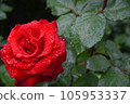 Rose wet in the rain rose red 105953337