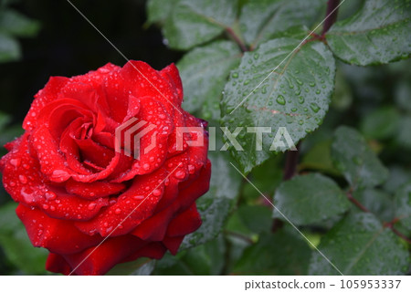 Rose wet in the rain rose red 105953337