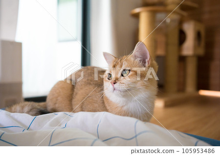 gold british cat kitten playing and having fun in living room gold british cat kitten playing and having fun in living room 105953486