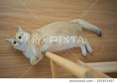 gold british cat kitten playing and having fun in living room gold british cat kitten playing and having fun in living room 105953487