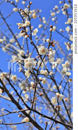 藍天和梅花 105953918
