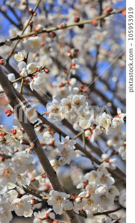 藍天和梅花 105953919