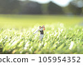 A miniature of a man playing golf A miniature of a man playing golf 105954352