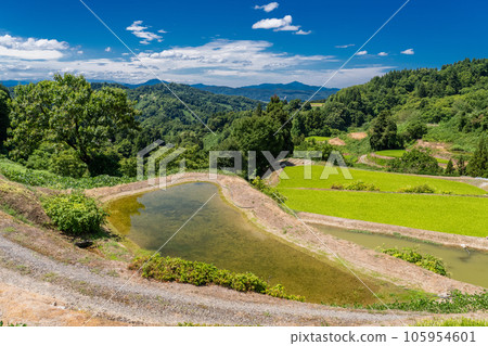 << Niigata Prefecture >> Landscape of terraced rice fields and satoyama in summer << Niigata Prefecture >> Landscape of terraced rice fields and satoyama in summer 105954601