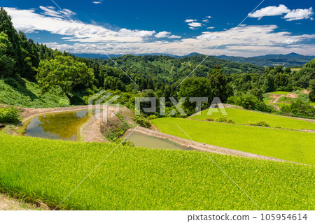 《新潟縣》夏天的梯田和里山風景 105954614