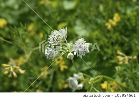 Carnic masterwort Carnic masterwort 105954661