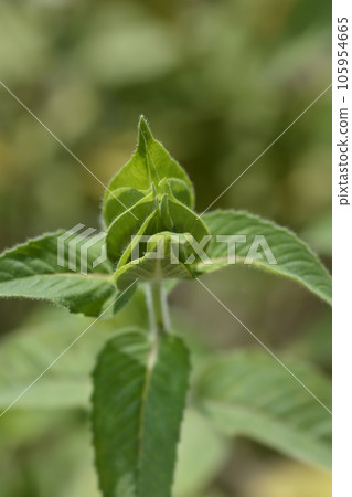 Bee balm 105954665