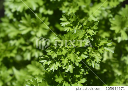 Garden parsly Garden parsly 105954671