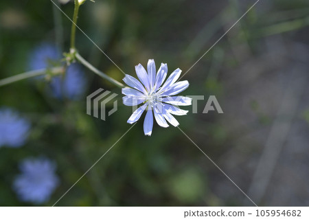 Wild chicory Wild chicory 105954682
