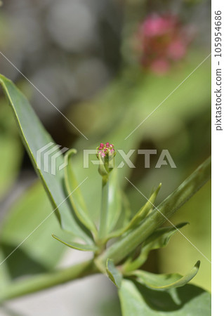 Red valerian Red valerian 105954686