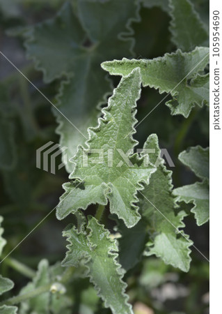 Squirting cucumber Squirting cucumber 105954690