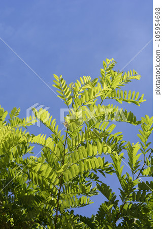 Black locust Black locust 105954698