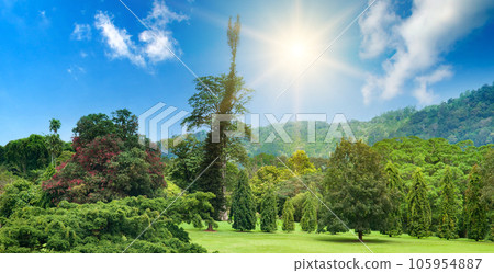 A botanical garden with rare exotic trees. Wide photo. A botanical garden with rare exotic trees. Wide photo. 105954887