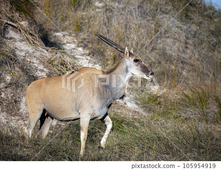 Wild female Eland or common eland is the largest African antelope in the savannah. Wild female Eland or common eland is the largest African antelope in the savannah. 105954919