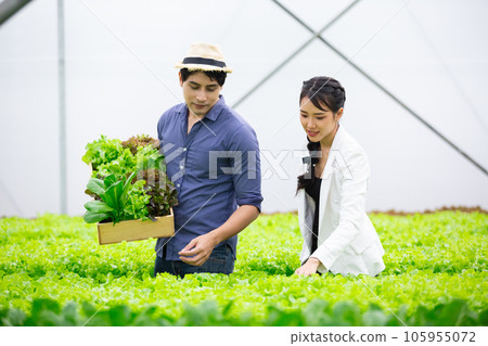 young asian couple agriculture smart farmer working picking vegetables young asian couple agriculture smart farmer working picking vegetables 105955072