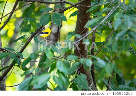 Bright Little Yellow Bird Bright Little Yellow Bird 105955263