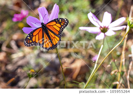 Monarch Feeds on Purple Flower 105955264