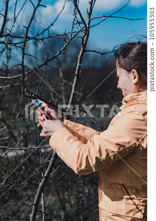 Pruning tree branches in the garden in spring, A woman cuts unnecessary branches from a fruit tree. 105955303