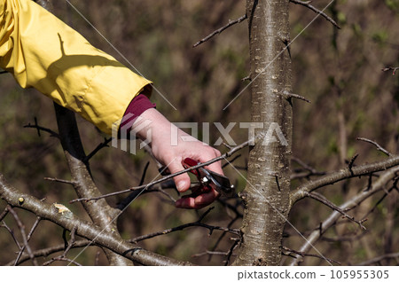 A woman in the garden cuts branches on a tree with scissors. 105955305