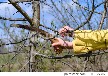 Pruning a tree with a hand saw in the spring Pruning a tree with a hand saw in the spring 105955307