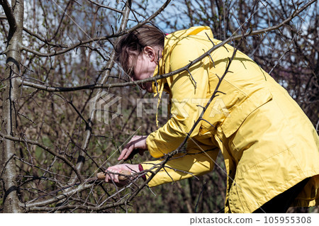 A woman cuts extra and thin branches on an apple tree with a hand saw A woman cuts extra and thin branches on an apple tree with a hand saw 105955308