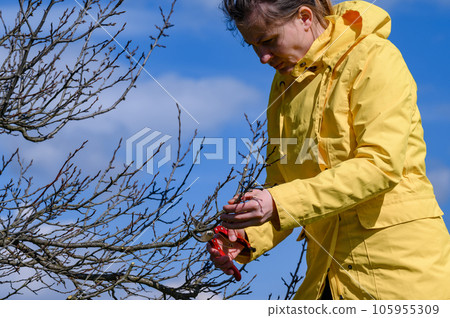 A woman gardener cuts unnecessary branches on a plum tree with scissors. A woman gardener cuts unnecessary branches on a plum tree with scissors. 105955309