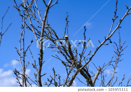 A fresh cut on a branch. A fresh cut on a branch. 105955311