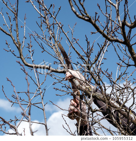 Pruning a tree with a hand saw, a gardener works in a garden with fruit trees. Pruning a tree with a hand saw, a gardener works in a garden with fruit trees. 105955312