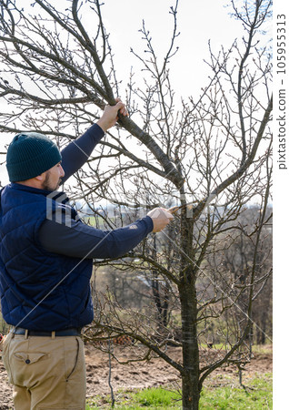 a gardener cuts branches on a plum with a hand saw, landscaping work in the garden. a gardener cuts branches on a plum with a hand saw, landscaping work in the garden. 105955313