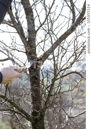 A gardener cuts a large branch on a plum with a saw A gardener cuts a large branch on a plum with a saw 105955314