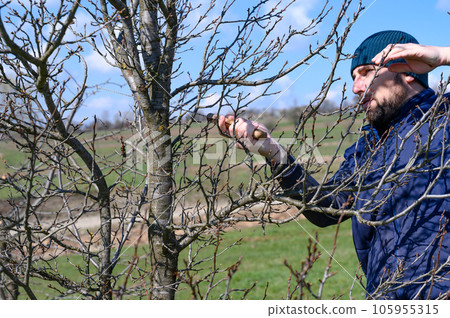 A gardener cuts a large branch on a plum with a saw A gardener cuts a large branch on a plum with a saw 105955315