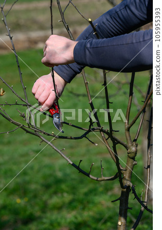 Forming the crown of a tree with the help of spring pruning and removal of unnecessary branches. Forming the crown of a tree with the help of spring pruning and removal of unnecessary branches. 105955393