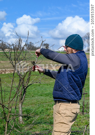 Spring formative pruning of the tree and formation of the tree crown. Spring formative pruning of the tree and formation of the tree crown. 105955397