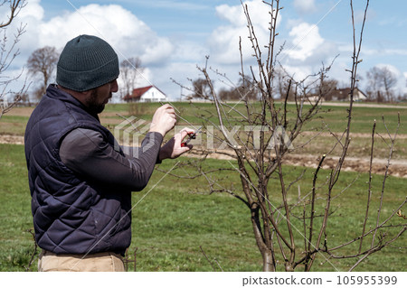gardener cuts young branches on a tree with garden shears gardener cuts young branches on a tree with garden shears 105955399