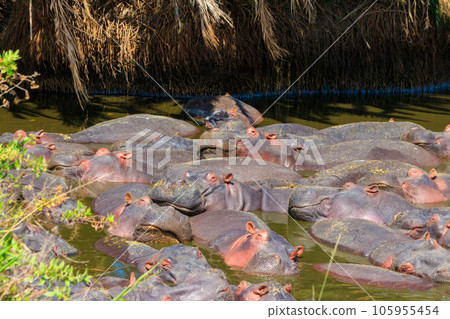 Group of hippos (Hippopotamus amphibius) in a river in Serengeti National Park, Tanzania. Wildlife of Africa 105955454