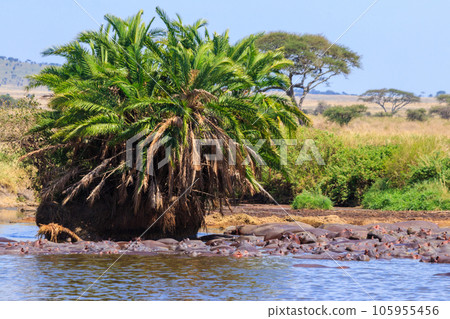 Group of hippos (Hippopotamus amphibius) in a river in Serengeti National Park, Tanzania. Wildlife of Africa 105955456