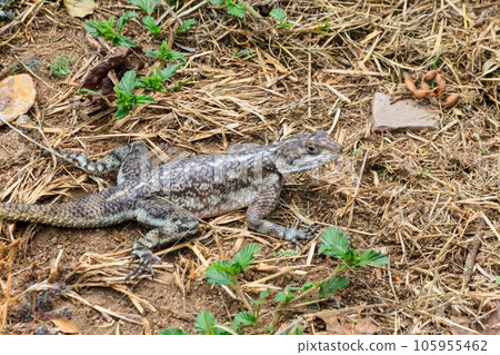 Female mwanza flat-headed rock agama (Agama mwanzae) or the Spider-Man agama on ground in Serengeti  National Park, Tanzania 105955462