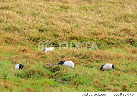 African sacred ibises (Threskiornis aethiopicus) in Ngorongoro crater national park, Tanzania 105955470