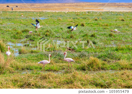 Lesser flamingo (Phoeniconaias minor) in Ngorongoro crater national park in Tanzania. Wildlife of Africa 105955479