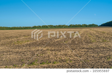 Mowed wheat field, stubble remains on the field, blue bottomless sky, autumn harvest on a farm ecological farm 105955697