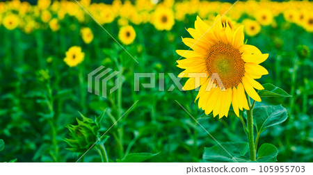 Blooming sunflower close-up on the background of a field with sunflowers, banner copy space for advertising, idea for a background or screensaver about natural farm products Blooming sunflower close-up on the background of a field with sunflowers, banner copy space for advertising, idea for a background or screensaver about natural farm products 105955703
