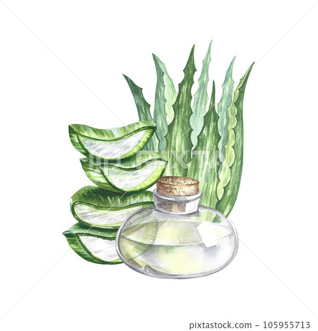 Aloe vera. Chopped pieces and aloe juice. Watercolor painted by hand. For labels and packaging of cosmetology, perfumery 105955713